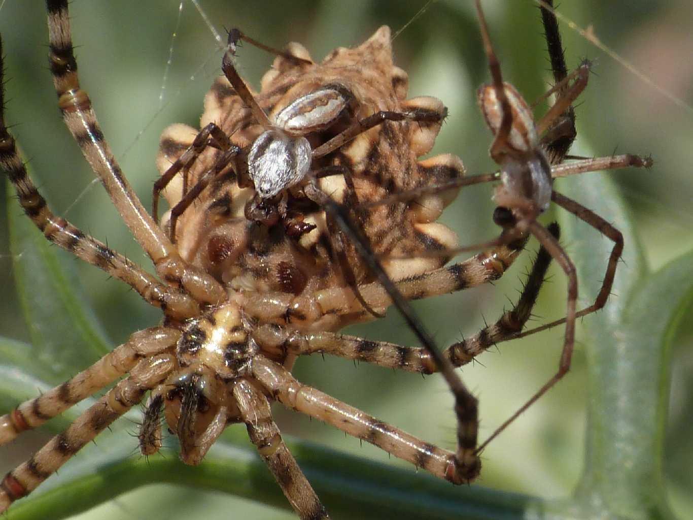 Femmina di Argiope lobata piacente  - Palau (OT)